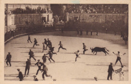 ARLES - Jeux Provençaux - Courses De Vaches Sauvages Les Cornes Emboulées - Arles