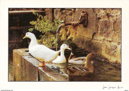 *CPM - La Cigogne Blanche - Couple Et Oisillons Au Nid - Birds