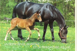 *CPM - Pouliche Et Son Poulain  - La Confiance Donnée Et La Tendresse Reçue - Filosofía & Pensadores