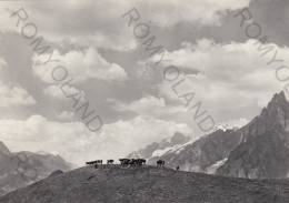 CARTOLINA  C11 COURMAYEUR,VALLE D'AOSTA-SUL MONTE "LA SAXE" M.2251-VACANZA,MONTAGNA,SCIARE,BELLA ITALIA,NON VIAGGIATA - Altri & Non Classificati