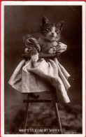 Chat Humanisés - Dressed Cat -katze Menschlich-  Geklede Poes In Kinderstoel - Animales Vestidos