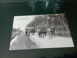 B1/259- Attelages De Mules Transportant Des Poteaux De Mines - Andere & Zonder Classificatie