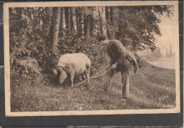 24 - Le Chercheur De Truffes - Autres & Non Classés