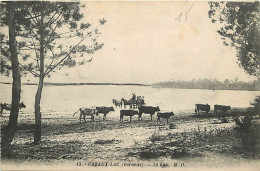 33 - Cazaux Lac - Le Lac - Animée - Vaches - CPA - Voir Scans Recto-Verso - Other & Unclassified