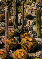 Fleurs - Plantes - Cactus - La Cote D'Azur - Un Jardin Exotique - Carte Dentelée - CPSM Grand Format - Flamme Postale De - Cactusses