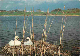 91 - Courcouronnes - Le Parc Du Lac - Nid De Cygnes - CPM - Voir Scans Recto-Verso - Andere & Zonder Classificatie