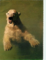 Animaux - Ours - Ours Blanc - Bear - CPM - Voir Scans Recto-Verso - Ours