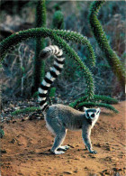 Animaux - Lémurien - Madagascar - Réserve Naturelle De Berenty - Maki Lemur Catta - CPM - Carte Neuve - Voir Scans Recto - Other & Unclassified