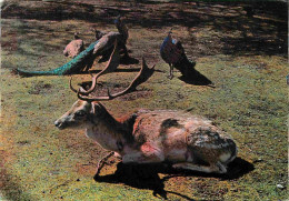 Animaux - Cervidés - Bagatelle - Parc D'attractions Entre Berck Et Merlimont - Le Daim Moucheté Et Les Paons - Zoo - CPM - Altri & Non Classificati