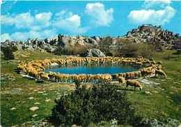 Animaux - Moutons - Au Pays Des Grandes Causses - Le Miroir Des Lavognes Reflète La Pureté Du Ciel Et La Halte Du Troupe - Autres & Non Classés