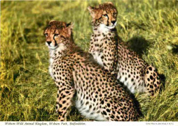 Animaux - Fauves - Guépard - Woburn Wild Animal Kingdom - Woburn Park - Bedfordshire - Cheetah - CPM - Carte Neuve - Voi - Sonstige & Ohne Zuordnung