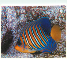 Animaux - Poissons - Aquarium De La Rochelle - 5 - Pygoplite Diacanthus - Carte Neuve - CPM - Voir Scans Recto-Verso - Poissons Et Crustacés