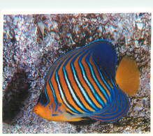 Animaux - Poissons - Aquarium De La Rochelle - 5 - Pygoplite Diacanthus - Carte Neuve - CPM - Voir Scans Recto-Verso - Fish & Shellfish
