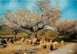 Animaux - Moutons - Provence - Pâturage Sous Les Amandiers Au Printemps - Troupeau De Moutons - CPM - Voir Scans Recto-V - Altri & Non Classificati