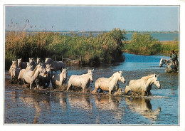 Animaux - Chevaux - Camargue - Chevaux Sauvages à Travers Les Marais - Carte Neuve - CPM - Voir Scans Recto-Verso - Chevaux