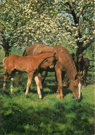 Animaux - Chevaux - Jument Et Son Poulain - Carte Neuve - Voir Scans Recto Verso  - Paarden