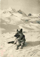 Animaux - Chiens - Chien D'avalanche - CPM - Voir Scans Recto-Verso - Hunde