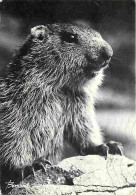 Animaux - Marmottes - CPM - Voir Scans Recto-Verso - Autres & Non Classés