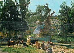 Animaux - Chèvres - Israel - Hebron - Le Chene D'Abraham - CPM - Voir Scans Recto-Verso - Andere & Zonder Classificatie