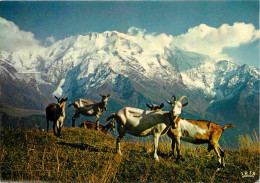 Animaux - Chèvres - Dans Les Alpages - Les Dômes De Miage 3673 M - CPM - Voir Scans Recto-Verso - Andere & Zonder Classificatie