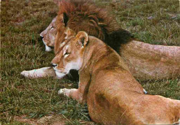 Animaux - Fauves - Lion - Réserve Du PAL De St Pourçain Sur Bresbre - Zoo - CPM - Voir Scans Recto-Verso - Löwen