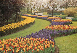 Pays-Bas - Nederland - Lisse - Keukenhof - Fleurs - CPM - Voir Scans Recto-Verso - Lisse