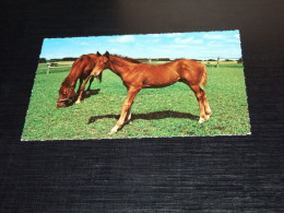 75526-            HORSES / PFERDE / CAVALLI / CHEVAUX / CABALLOS - Horses