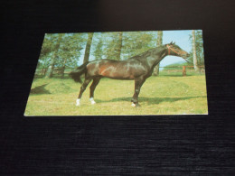 75529-            HORSES / PFERDE / CAVALLI / CHEVAUX / CABALLOS - Caballos