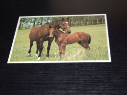 75532-            HORSES / PFERDE / CAVALLI / CHEVAUX / CABALLOS - Paarden