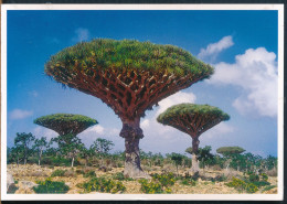 °°° 30883 - YEMEN - THE SOCOTRA ARCHIPELAGO - THE DRAGON'S BLOOD TREE °°° - Yemen