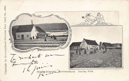 Canada - Newfoundland - Drying Codfish - Staple Industry - Year 1904 - Publ. NFL Pictorial Post Card Co.  - Andere & Zonder Classificatie