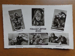 Zoo, Dierenpark, Tierpark / Frankfurter Zoo --> Written 1956 - Monkeys