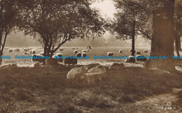 R042344 Old Postcard. Sheeps At The Fields. Rotary. RP - Monde