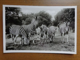 Zoo, Dierenpark, Tierpark / Carl Hagenbeck's Tierpark, Hamburg-Stellingen - Zebras --> Unwritten - Zèbres