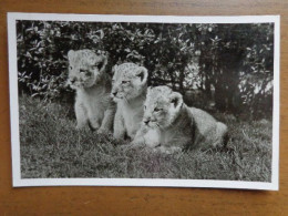 Zoo, Dierenpark, Tierpark / Carl Hagenbeck's Tierpark, Hamburg-Stellingen - Lowenbabys --> Written - Leeuwen