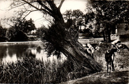 CPSM 38 Isère - ROCHE - Etang De La Tiercerie - Other & Unclassified