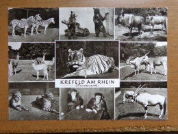 Zoo, Dierenpark, Tierpark / Krefeld Am Rhein, Tierpark --> Written - Altri & Non Classificati