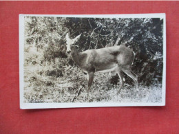 RPPC   Florida Deer.    Ref 6406 - Andere & Zonder Classificatie