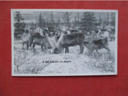 RPPC   Hot Lunch In Alaska.    Ref 6406 - Sonstige & Ohne Zuordnung