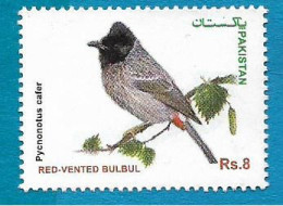 Pakistan : Bird Of Pakistan Red Vented Bulbul - Pakistan