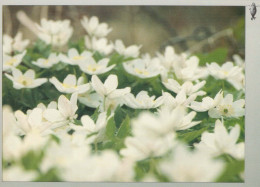 FLOWERS Vintage Postcard CPSM #PAR838.A - Fleurs