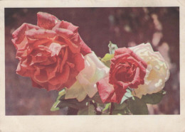 FLOWERS Vintage Postcard CPSM #PAR443.A - Fleurs
