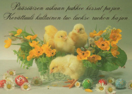 PASQUA POLLO Vintage Cartolina CPSM #PBO973.A - Ostern