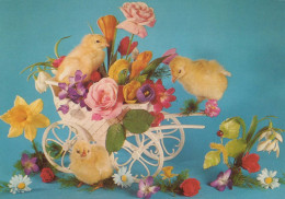 EASTER CHICKEN Vintage Postcard CPSM #PBO936.A - Pasqua