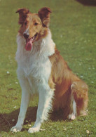 CHIEN Animaux Vintage Carte Postale CPSM #PAN580.A - Chiens