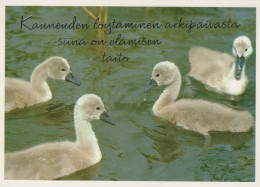 UCCELLO Animale Vintage Cartolina CPSM #PAN284.A - Vögel