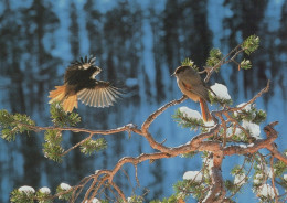 BIRD Animals Vintage Postcard CPSM #PAM686.A - Birds