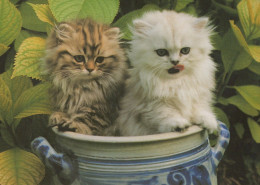 KATZE MIEZEKATZE Tier Vintage Ansichtskarte Postkarte CPSM Unposted #PAM610.A - Katzen