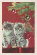 GATTO KITTY Animale Vintage Cartolina CPSM #PAM613.A - Katzen
