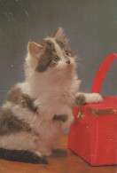 KATZE MIEZEKATZE Tier Vintage Ansichtskarte Postkarte CPSM #PAM115.A - Chats